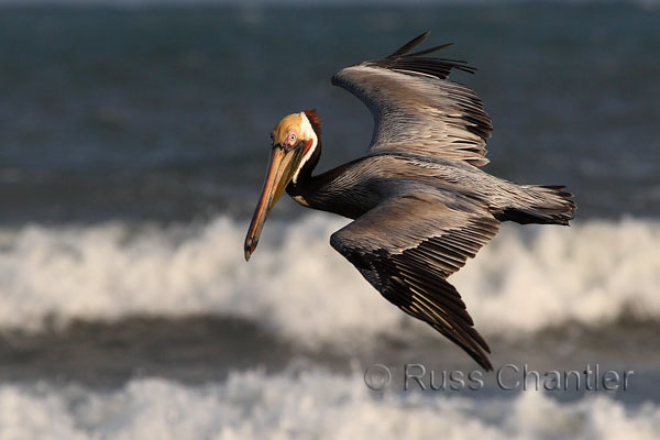 Brown Pelican © Russ Chantler